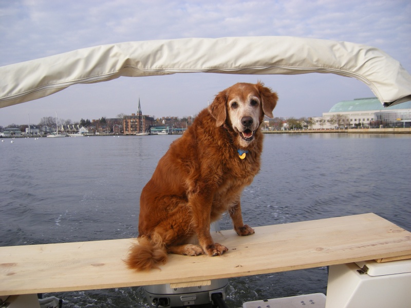Stella enjoying boarding ladder/stern table/isle bed