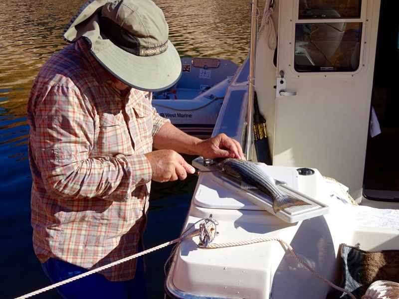 Steve cleans the stripers!