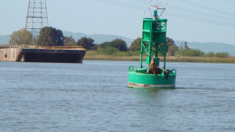 Stowaways on the deep water channel near Rio Vista, Ca