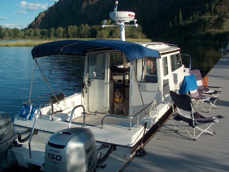 Stray Cat on the Clark Fork Delta