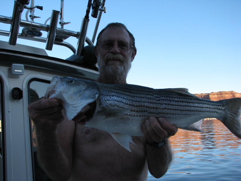 striped bass