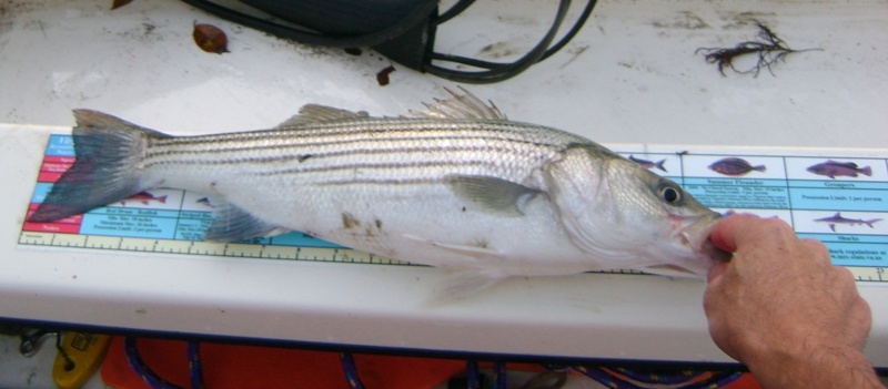 Striper3 - 20.5" and he ended up on my dinner plate.