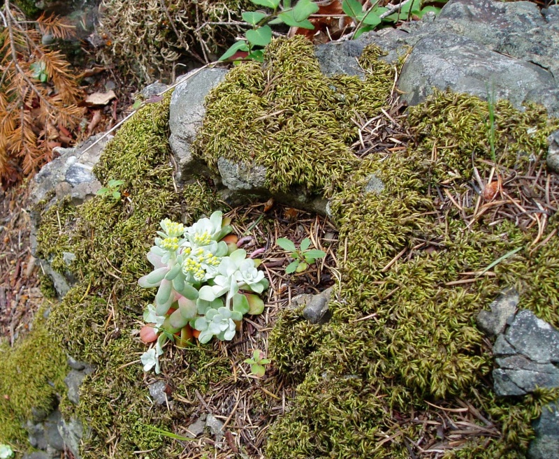 Stuart Island 037