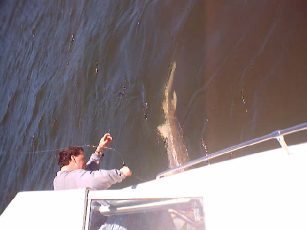 Sturgeon Pics_0071.jpg