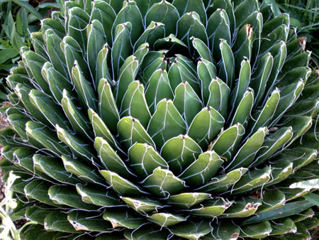 succulent
