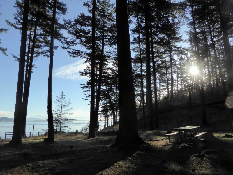 Sun rising through the trees