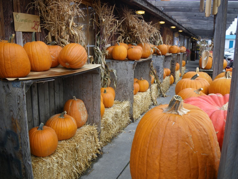 Sunny Farms fall display.