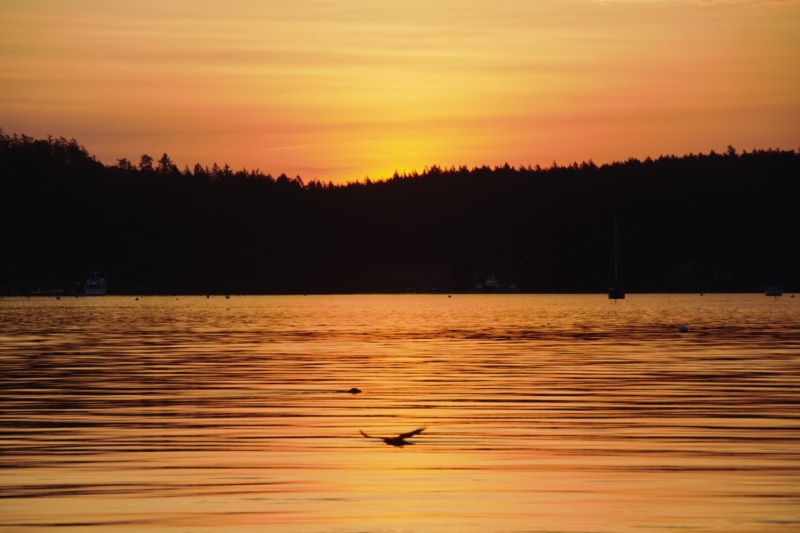 Sunrise at Friday Harbor