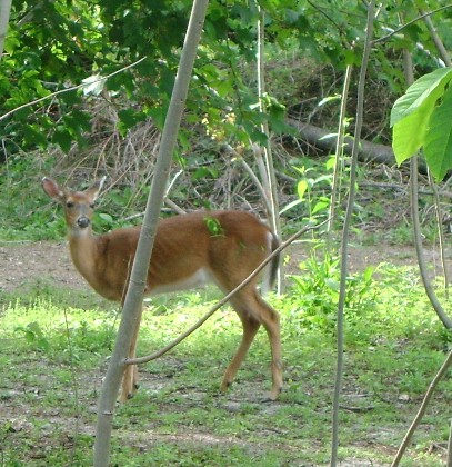 swamp deer