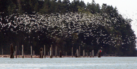 Swarm of seagulls