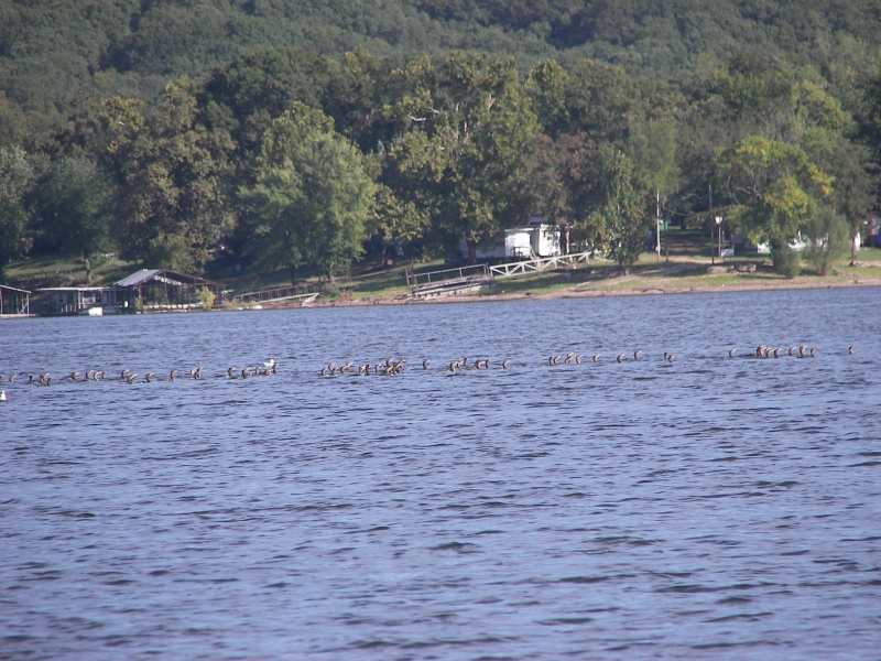 Swimming South, but why the skinny line? Beats me what they were up to.