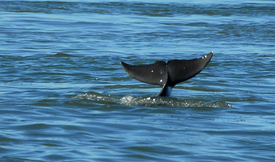 tail