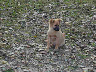 Teddy RIP I found her in the middle of 60 acres in 1999 she was my best friend for 15 years
