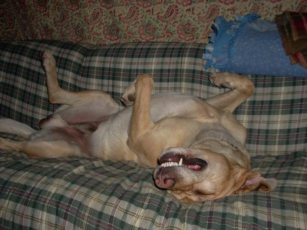 tennis ball dreams...........