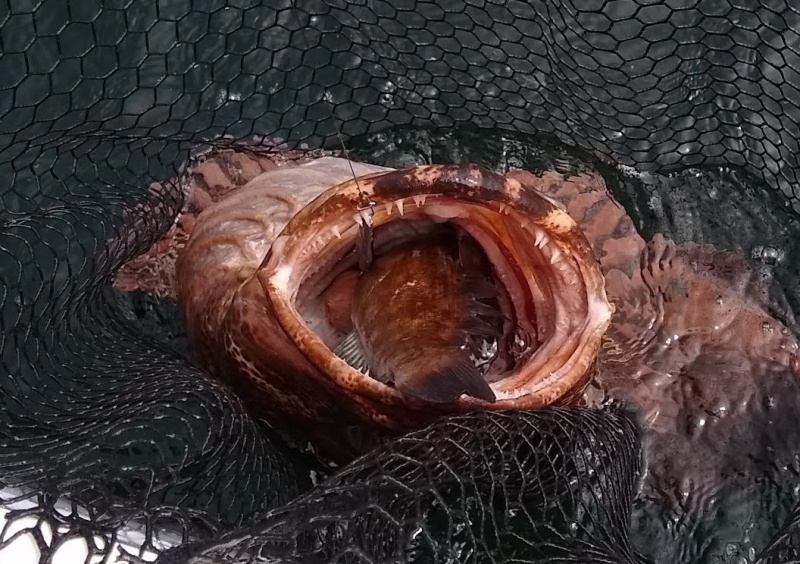 That's a 14 " Greenling in this big boy's mouth. I caught 2 more Lings with the same greenling