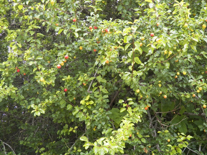 The bears like it here because there are still some fruit trees.  These are pie cherries.