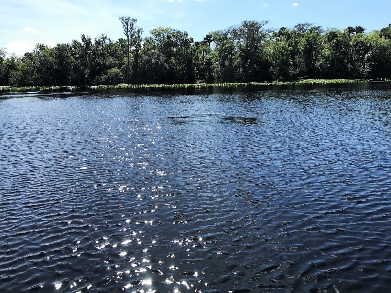 The boil in the photo is caused by a Manatee. These are telltail signs to look for and be sure to idle down or go to neutral.