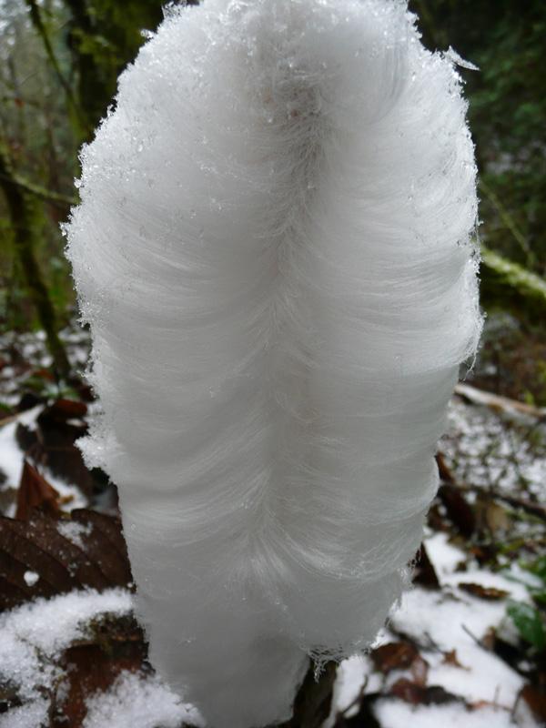 The bottom of an ice flower