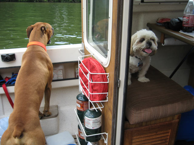The dogs