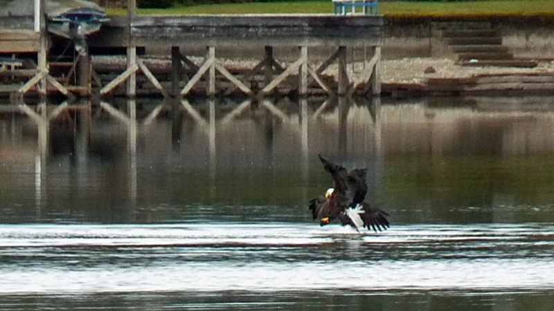 The Eagles Collide on opposite headings