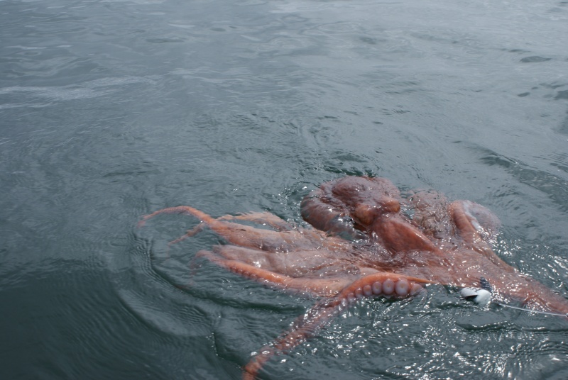 The first animal caught on Verlyn.  Not what we were after but a highlight of the trip.  The octopus was about 7 feet across when the arms were extended.