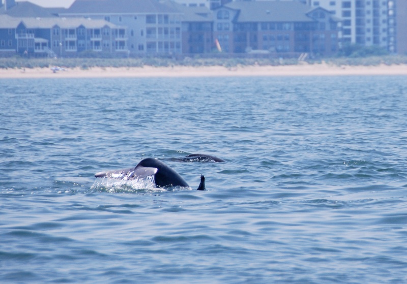 The first of three pods sighted 19 June 2012