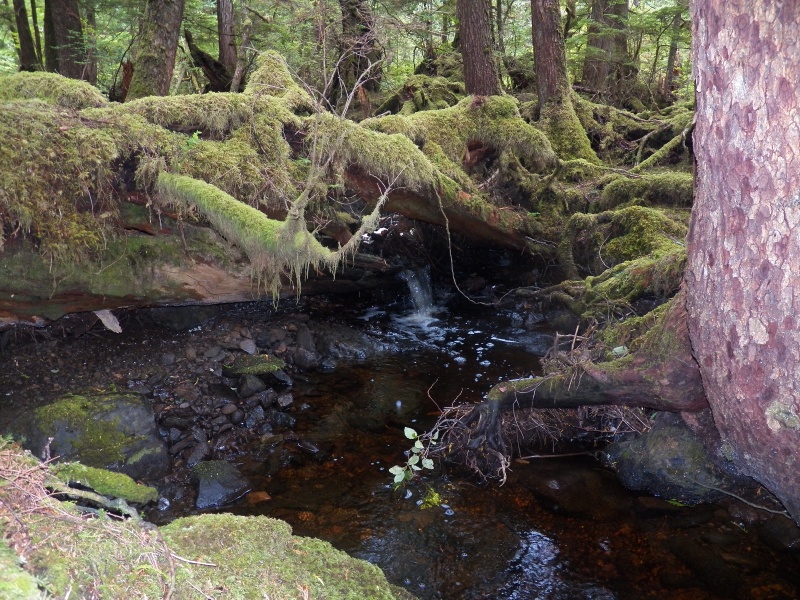 The forest behind the campsites was the most interesting to me.