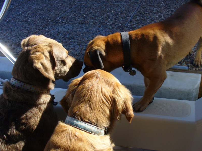 The girls meet a friend at the Marina Fuel dock.