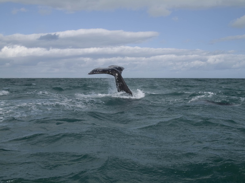 The great grey whale, in Scammon's Lagoon, Baja Sur. This is where they migrate from their feeding grounds in the Bering Sea to mate.