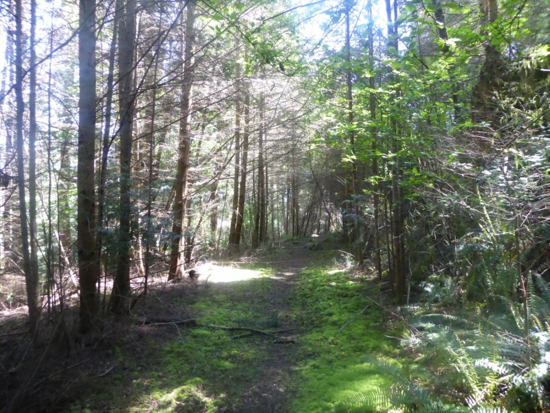 The hiking trail connecting Eagle Harbor and Pelican Beach is nice, but was super muddy, will bring boots next time!