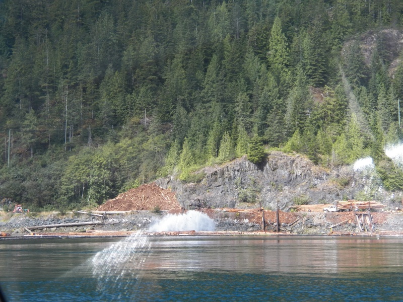 The logs were sorted and placed in 1 of 4 trip dumps.  When full, the trip was released and they were sent down in to a raft of similar sized logs.  The little tug then hauled them out into the bay.