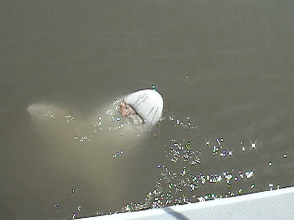 The "Monster" surfaces!