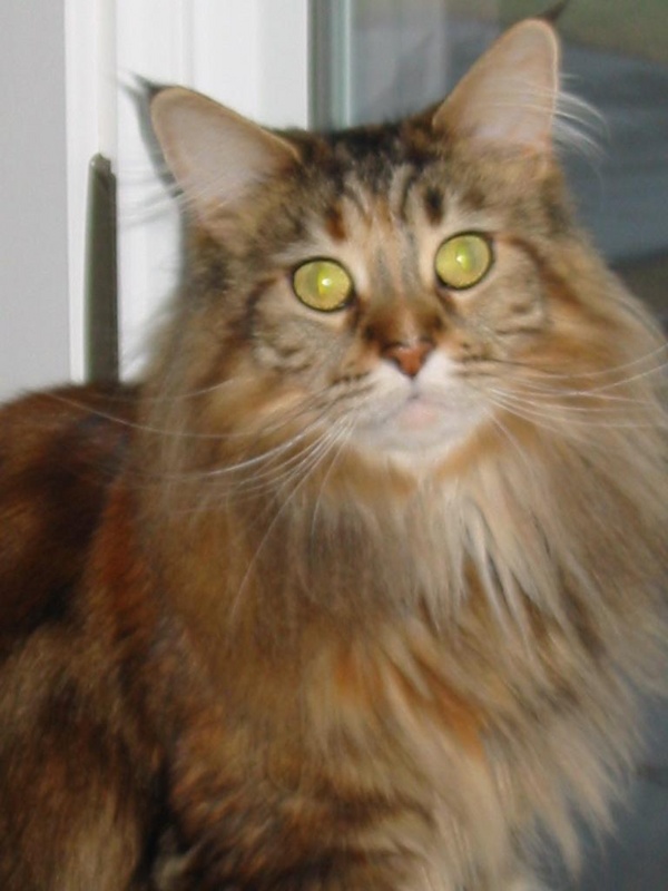 The Moxie 1/2 of Moxieabs