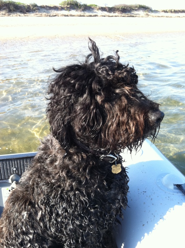 The Navigator
