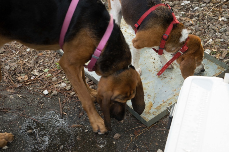 The next morning, there is the "pig pan" to clean up--and we have two volunteers.