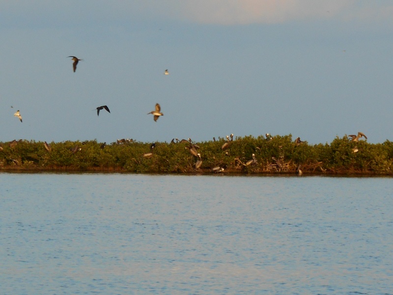 The North Islands are mostly rookeries, posted to protect the birds.