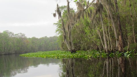 the Ocklawaha river