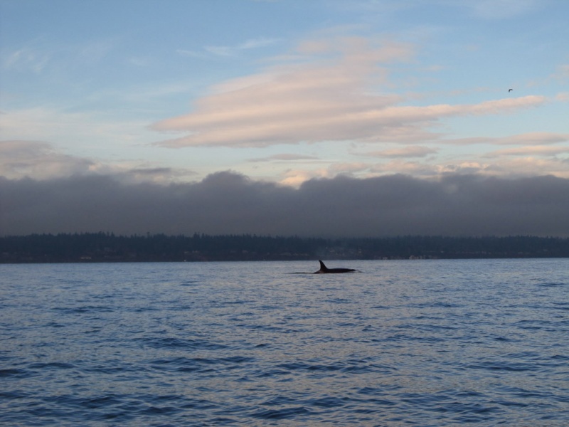 The Orcas said goodbye west of Richmond beach