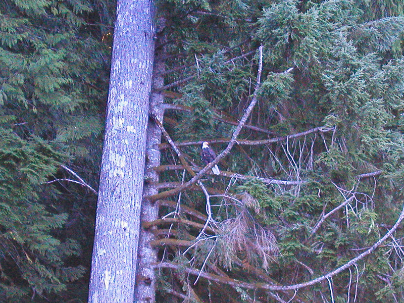 The resident eagle checking us out