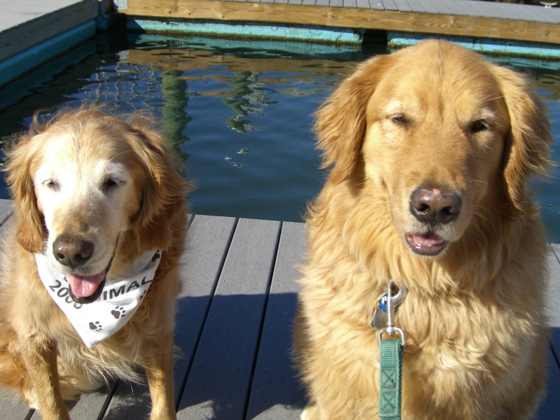 The Retrievers
waiting to jump aboard