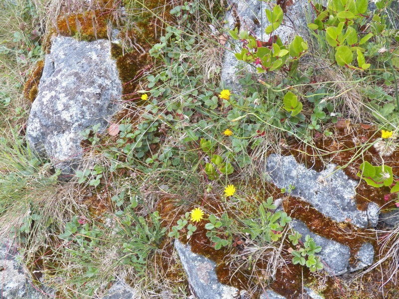 The rocky shoreline was covered with wild strawberry.