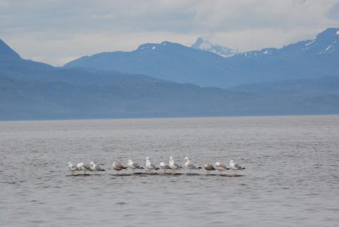 The seagulls did a good job of showing us where the logs were.