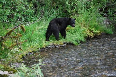 The second Black Bear passed within 12 feet, this was taken at 30 feet, Near the Mendenhall Glacier
