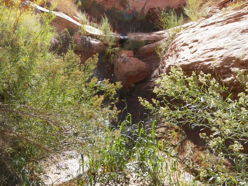The source of the stream was springs seeping out of the Kayenta layer on the canyon's south side.  If you are a bird watcher, just sit here for a minute.