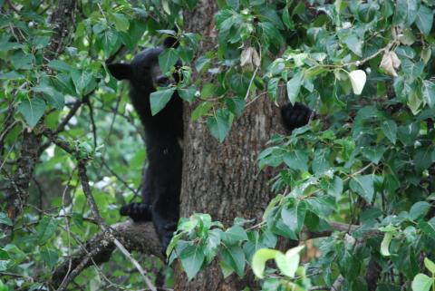 The staff treed the bear?.Peek a boo!!