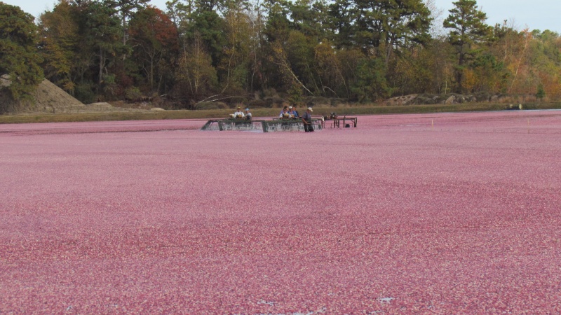 The thrashing men and machines working the berries loose