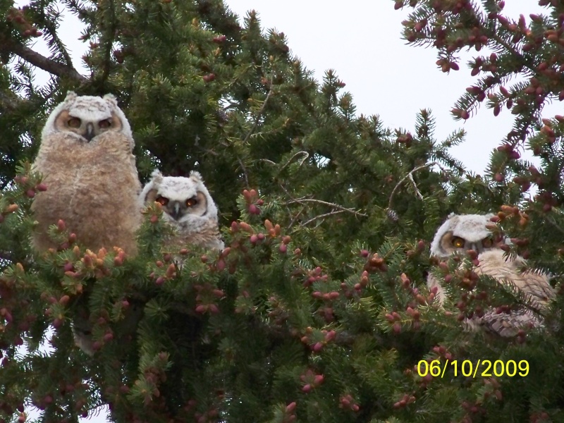 The Three Chicks
