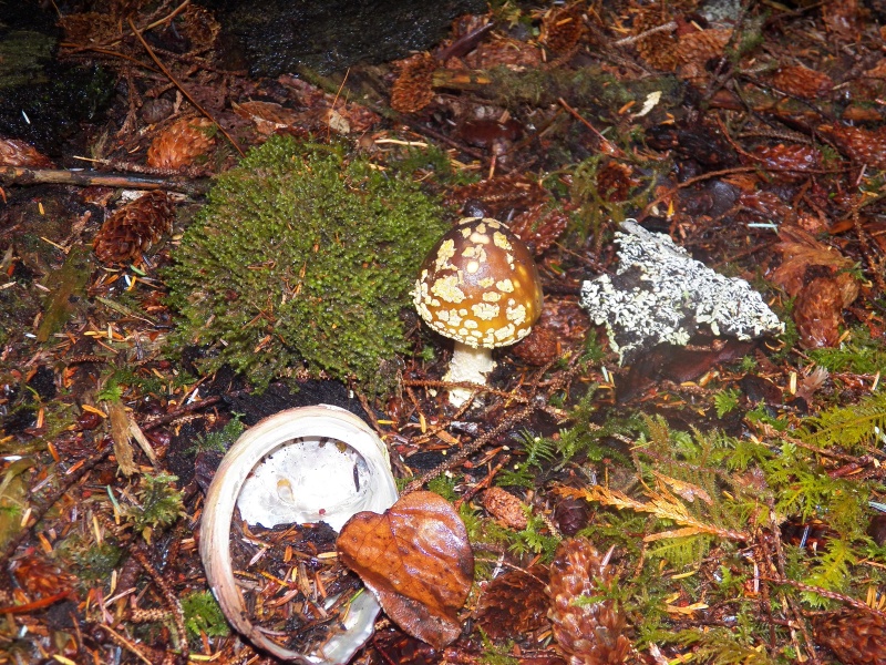 The woods were also full of abalone shells, brought there by river otters.