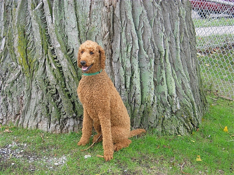 There are a few ancient Elm trees at Soo