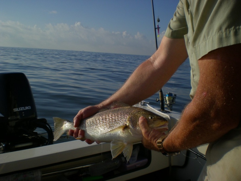 There are plenty huge croaker to make up for the reds